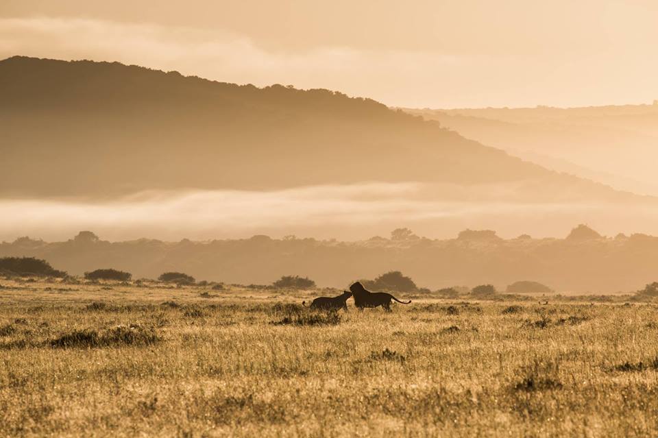 <h2>The Best of South Africa Escorted 2016</h2>13 Nights, 3 on Safari at Shamwari Game Preserve | 5 Rounds | March 2 – 16