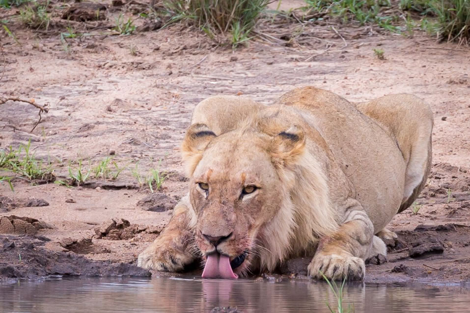 <h2>The Best of South Africa 2017</h2>14 Nights, 4 on Safari | 5 Rounds | Wine Tours & Sightseeing | November 3 – 17