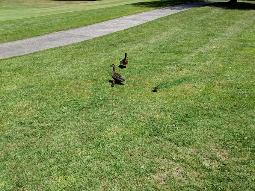 <h2>The Best of New Zealand Escorted 2018</h2>Taupo, Napier, Wellington & Queenstown