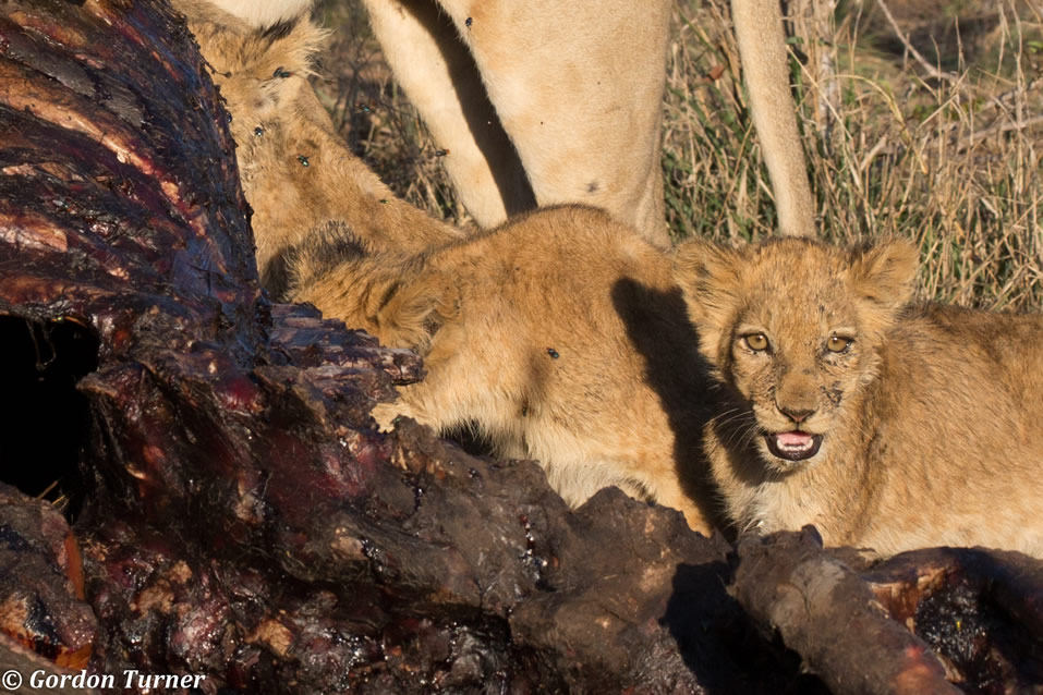 <h2>The Best of South Africa Escorted 2018</h2>Golf, Kruger Safari, Cape Town, the Winelands & Garden Route