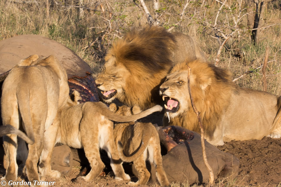 <h2>The Best of South Africa Escorted 2018</h2>Golf, Kruger Safari, Cape Town, the Winelands & Garden Route