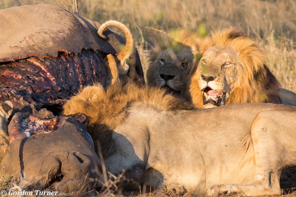 <h2>The Best of South Africa Escorted 2018</h2>Golf, Kruger Safari, Cape Town, the Winelands & Garden Route