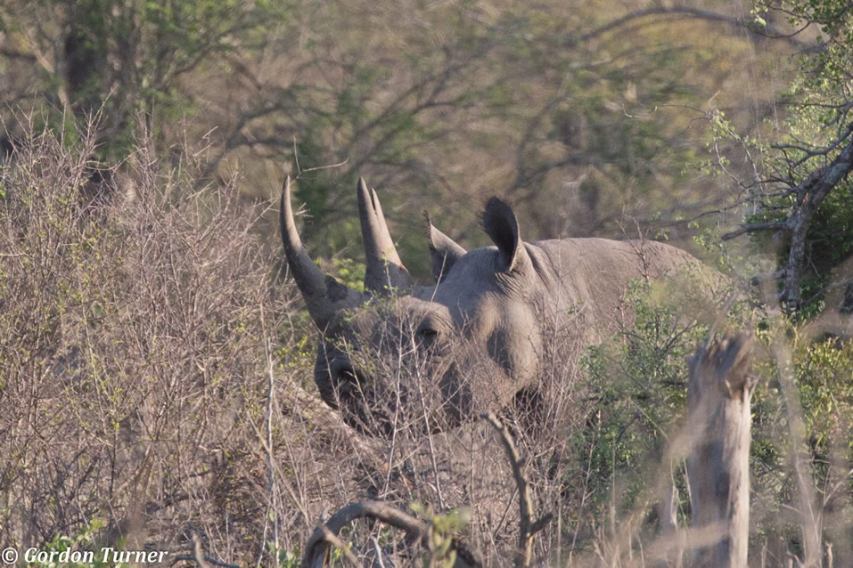 <h2>The Best of South Africa Escorted 2018</h2>Golf, Kruger Safari, Cape Town, the Winelands & Garden Route